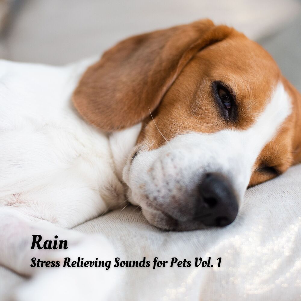 Picture of Rain: Stress Relieving Sounds for Pets Vol. 1
