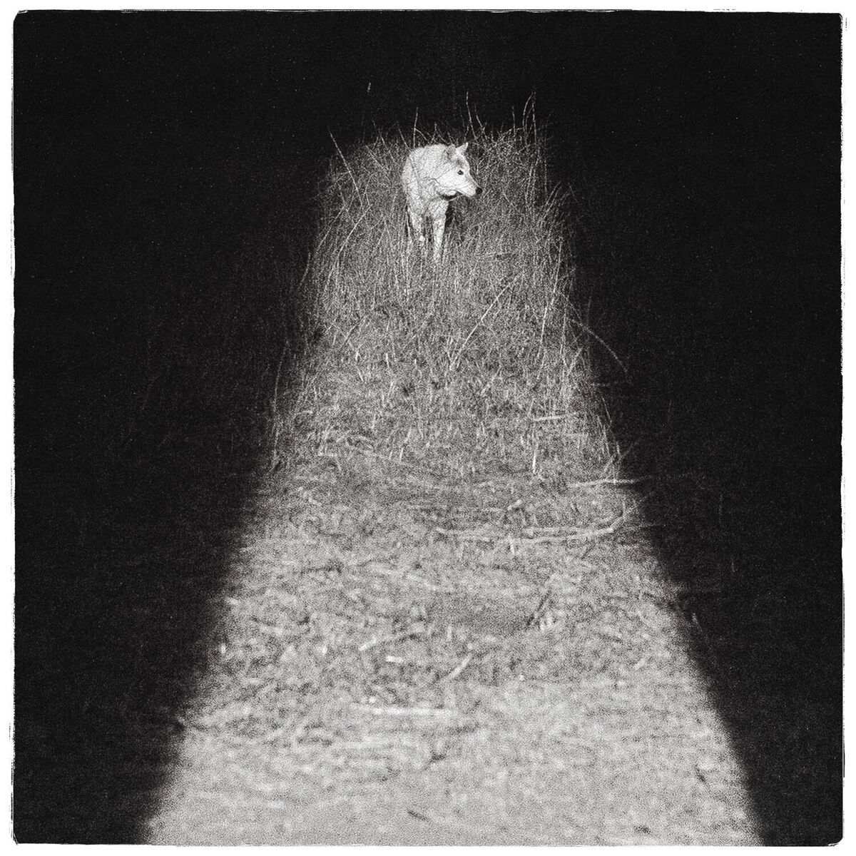 Album cover of Ave Maria