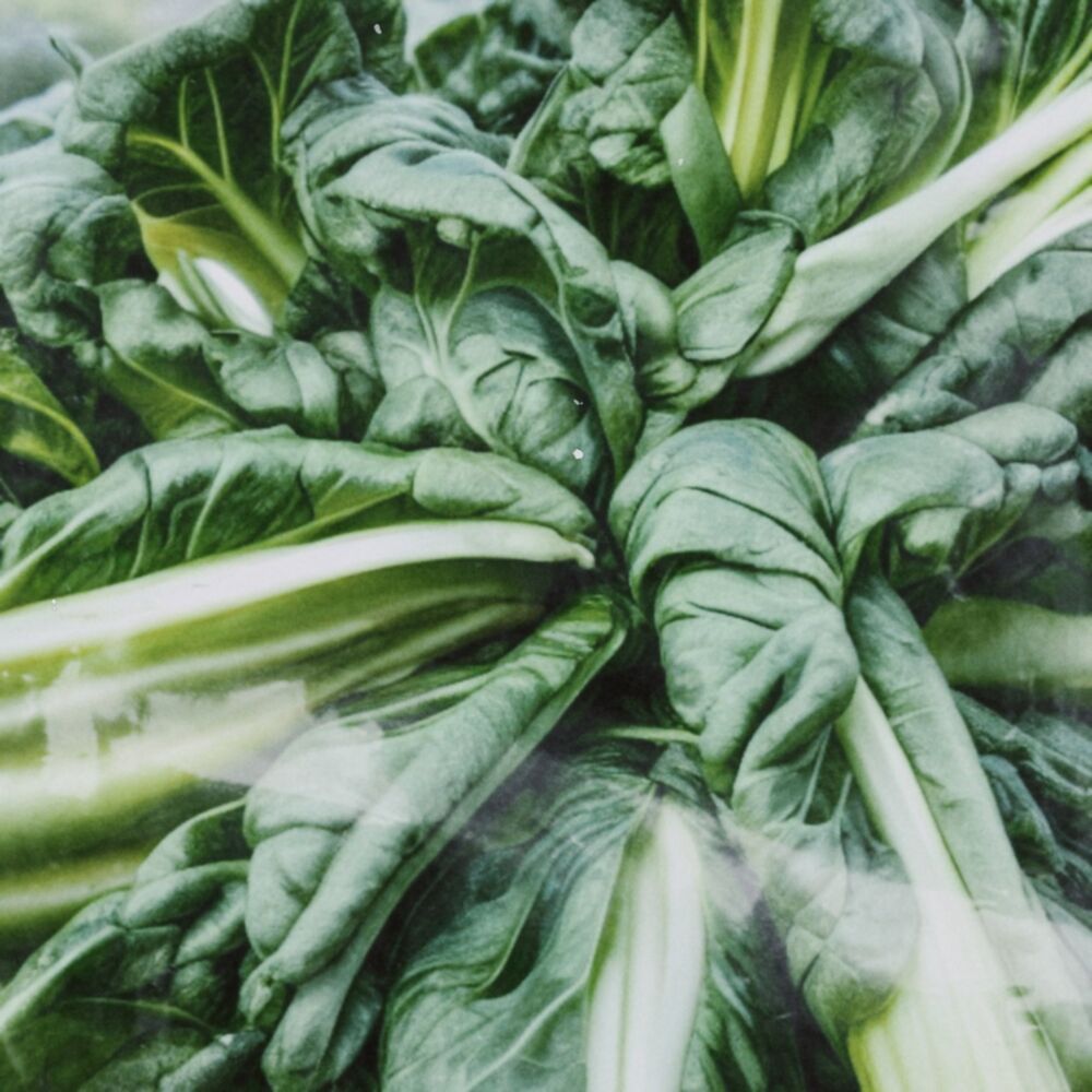 Picture of Bok Choy