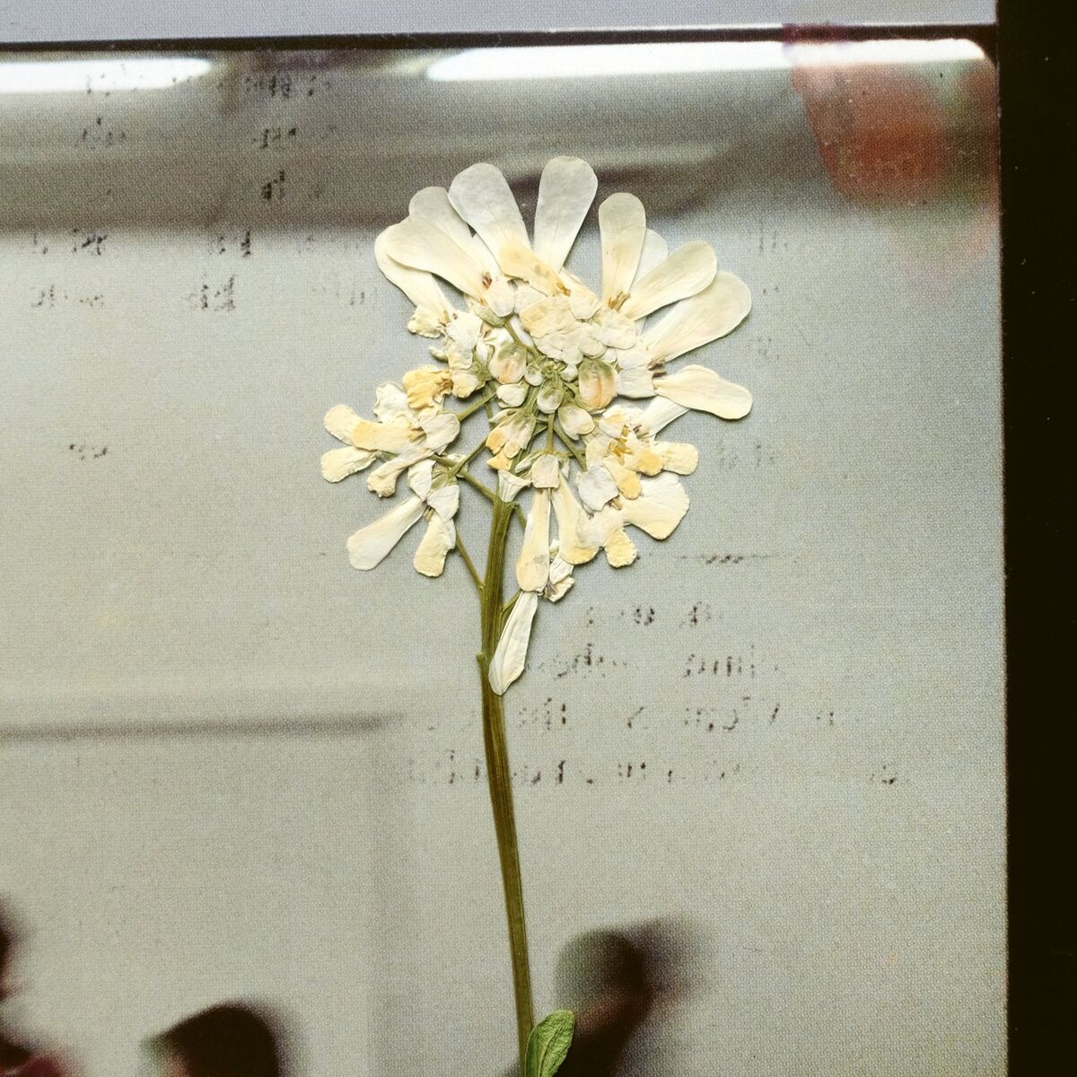 Album cover of Swim Back