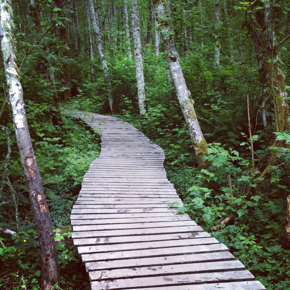 Picture of boardwalk