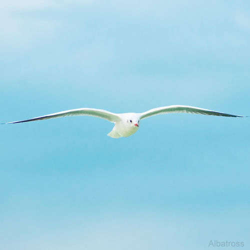 Albatross