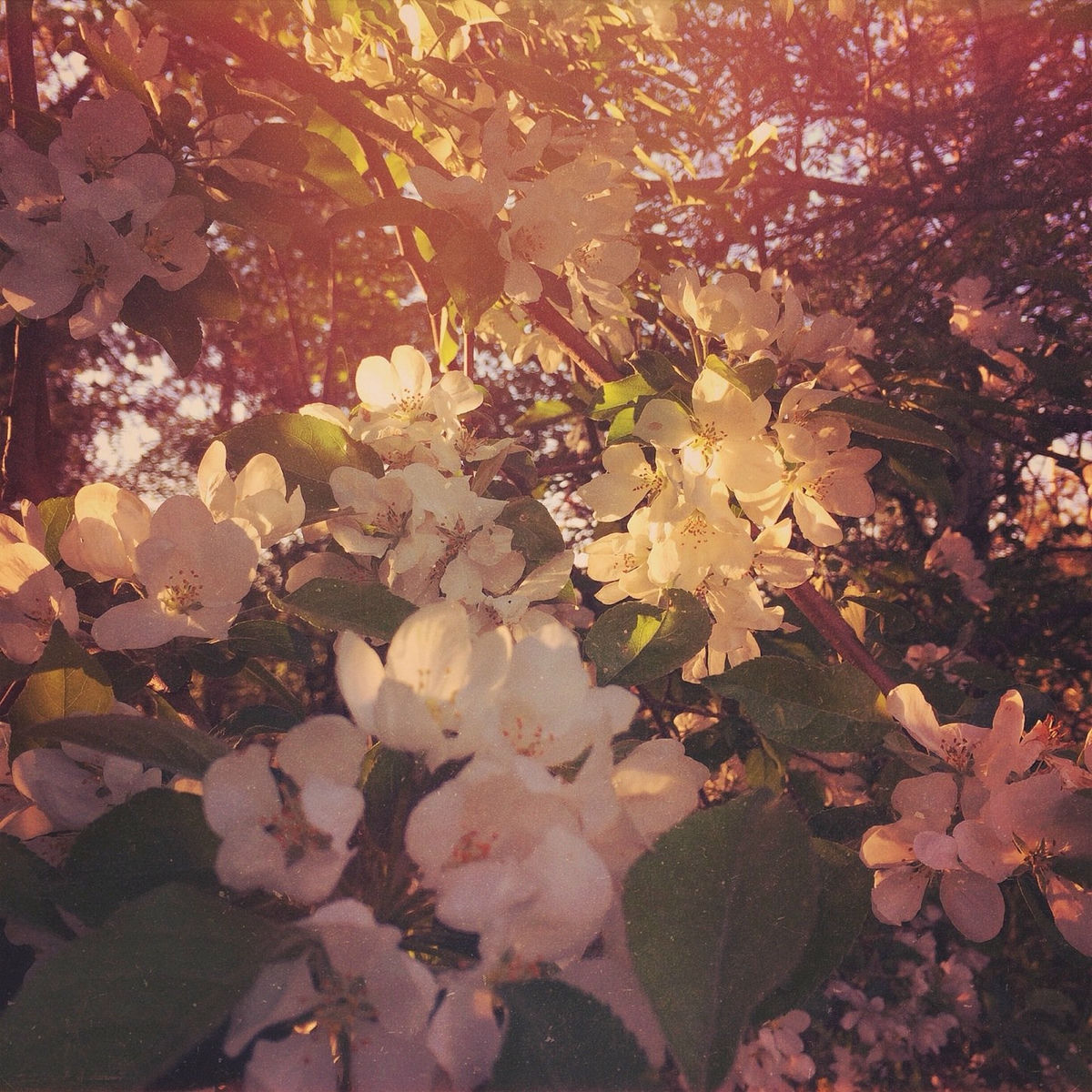 Album cover of Fokus