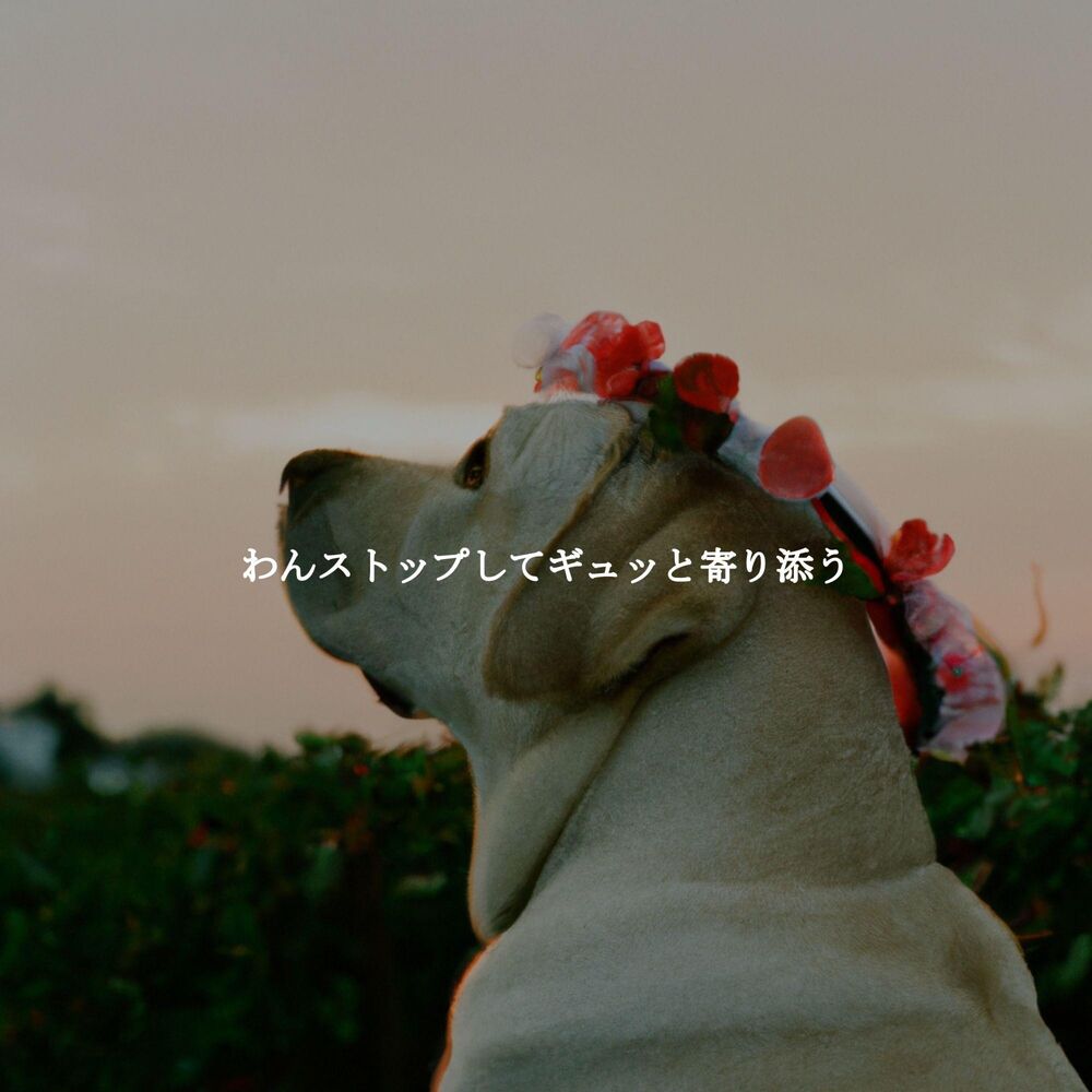 Picture of わんストップしてギュッと寄り添う