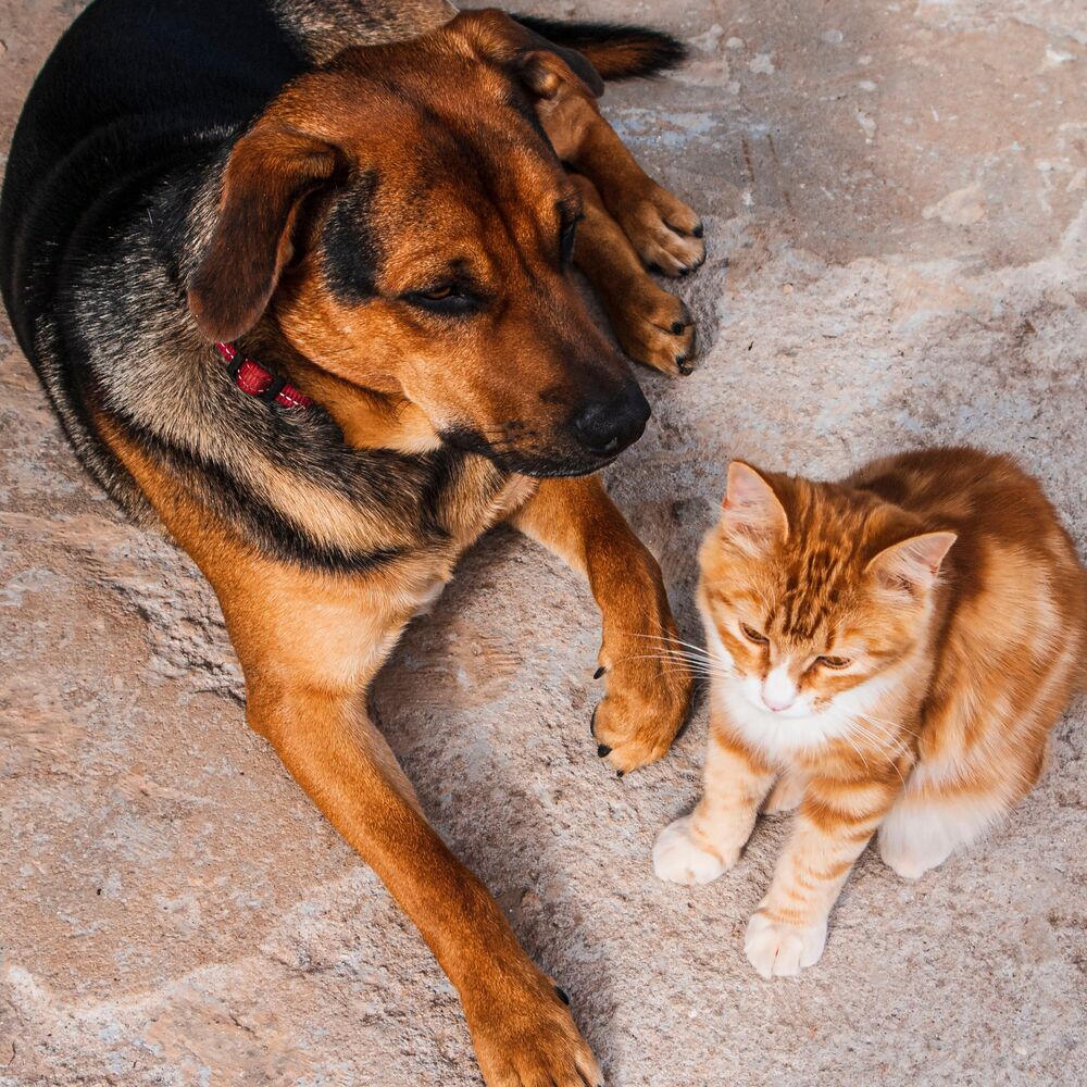 Picture of Paws and Plumage: Ambient Bird Sounds for Pet Relaxation