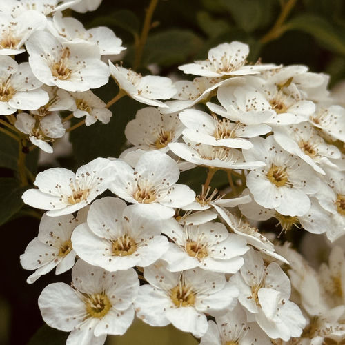 spiraea