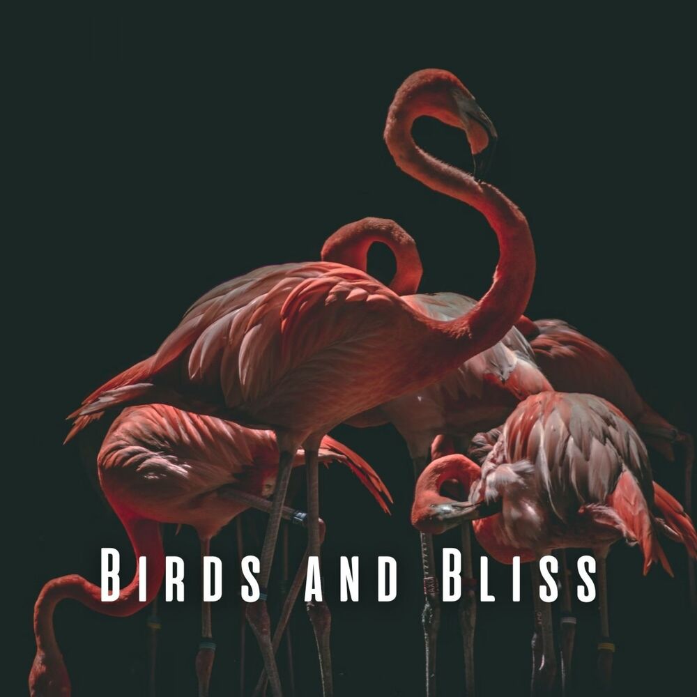 Picture of Birds and Bliss: Nature's Relaxation with Chill Music