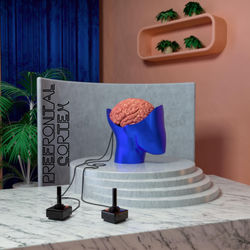 Prefrontal Cortex