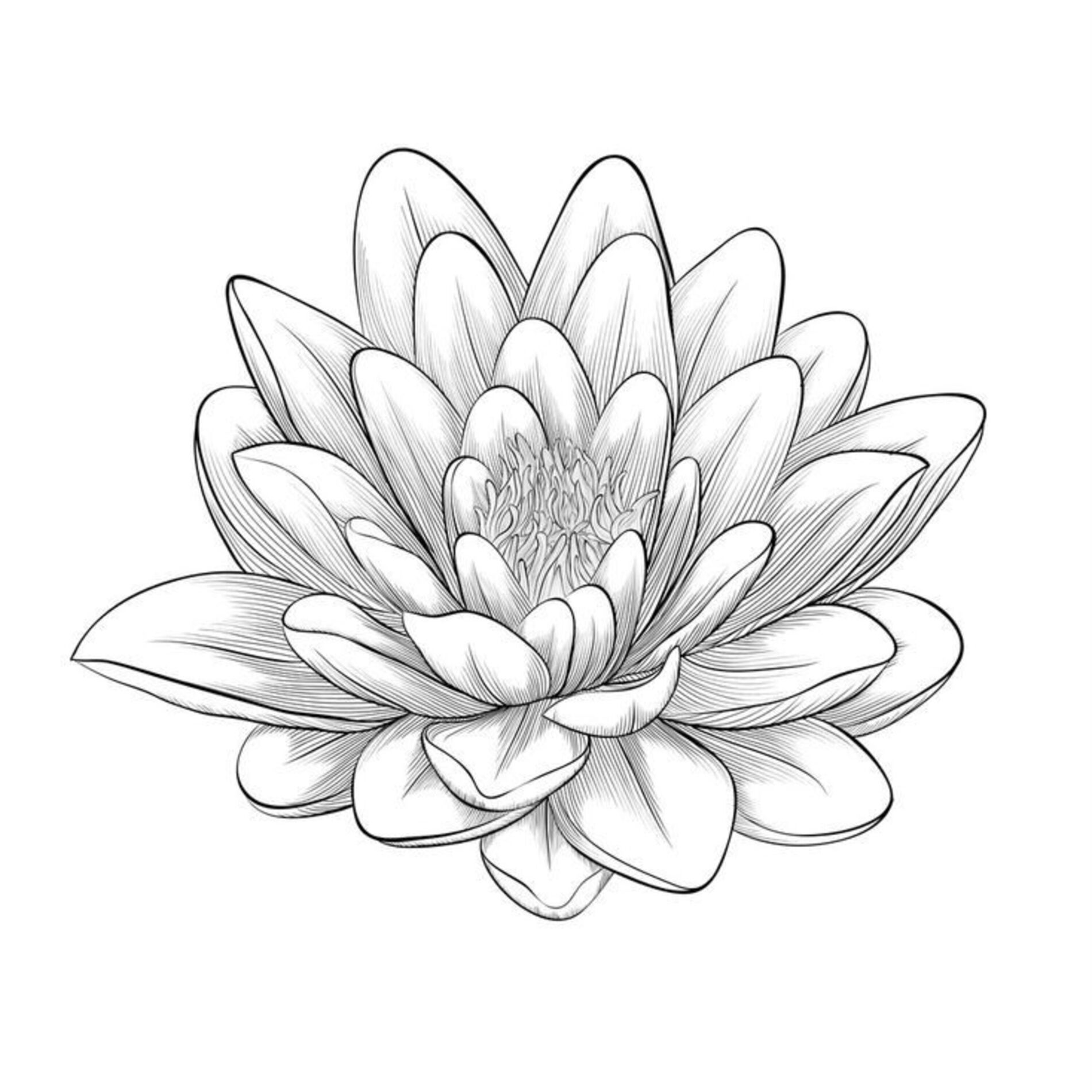 Album cover of white lotus flower