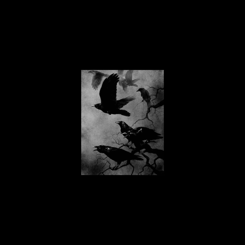 Picture of Black Crow