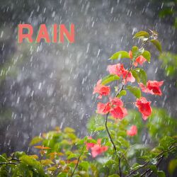 Cover of Rain (Remastered 2023)