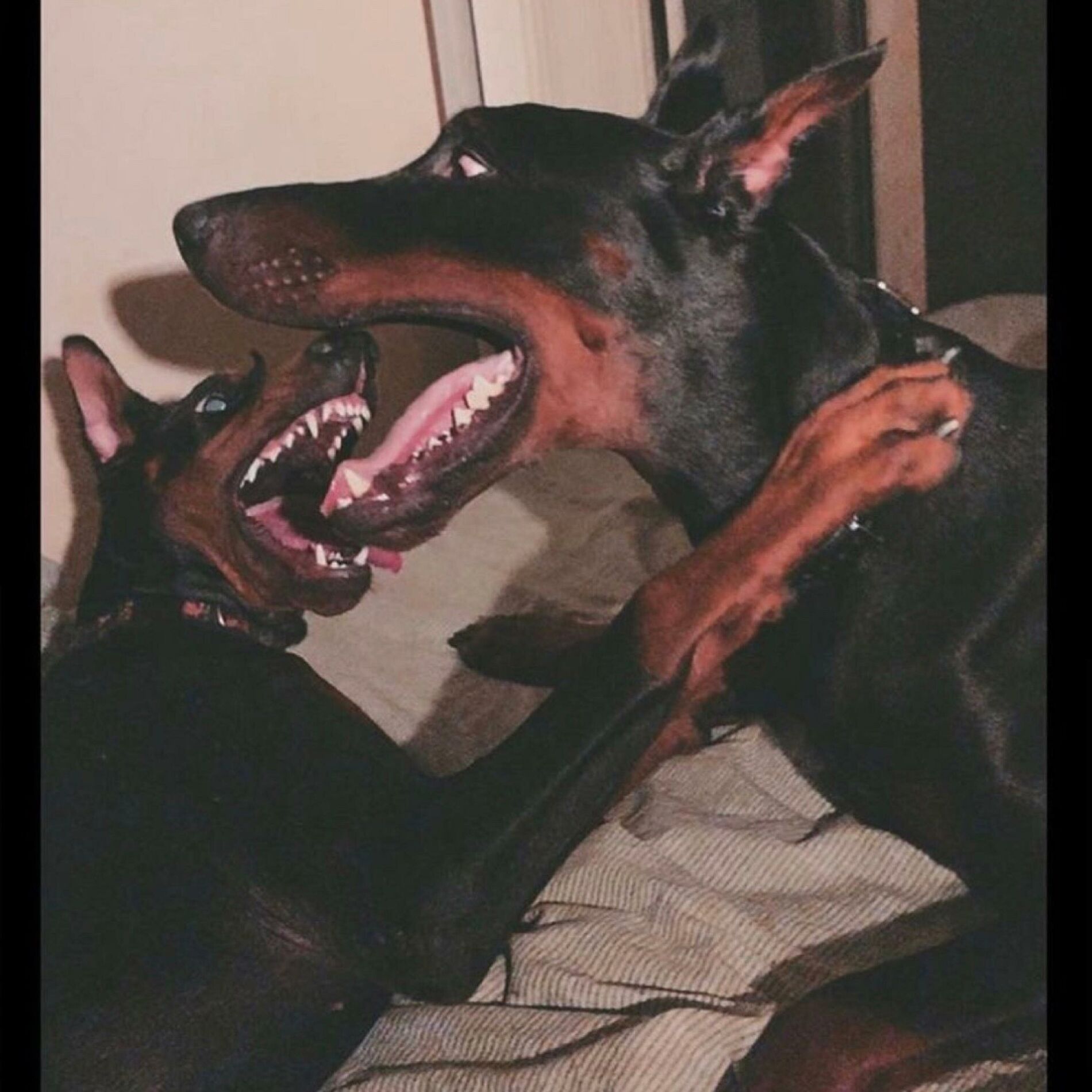 Album cover of All Bark No Bite