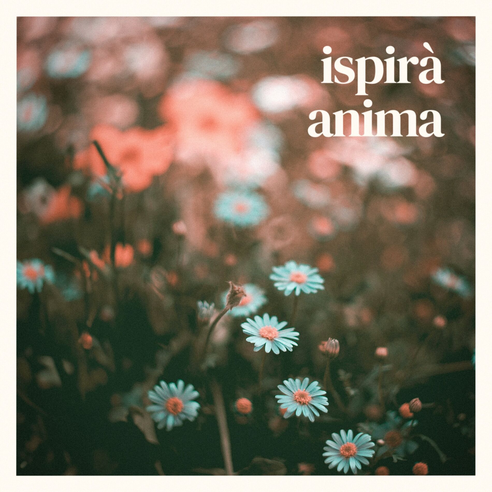 Album cover of anima