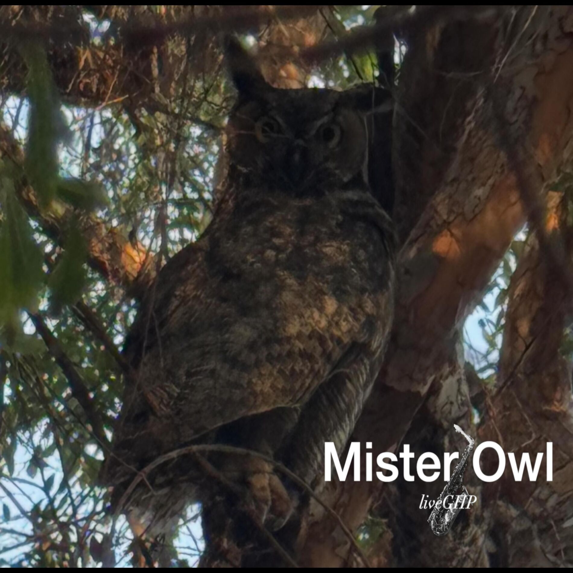 Album cover of Mister Owl