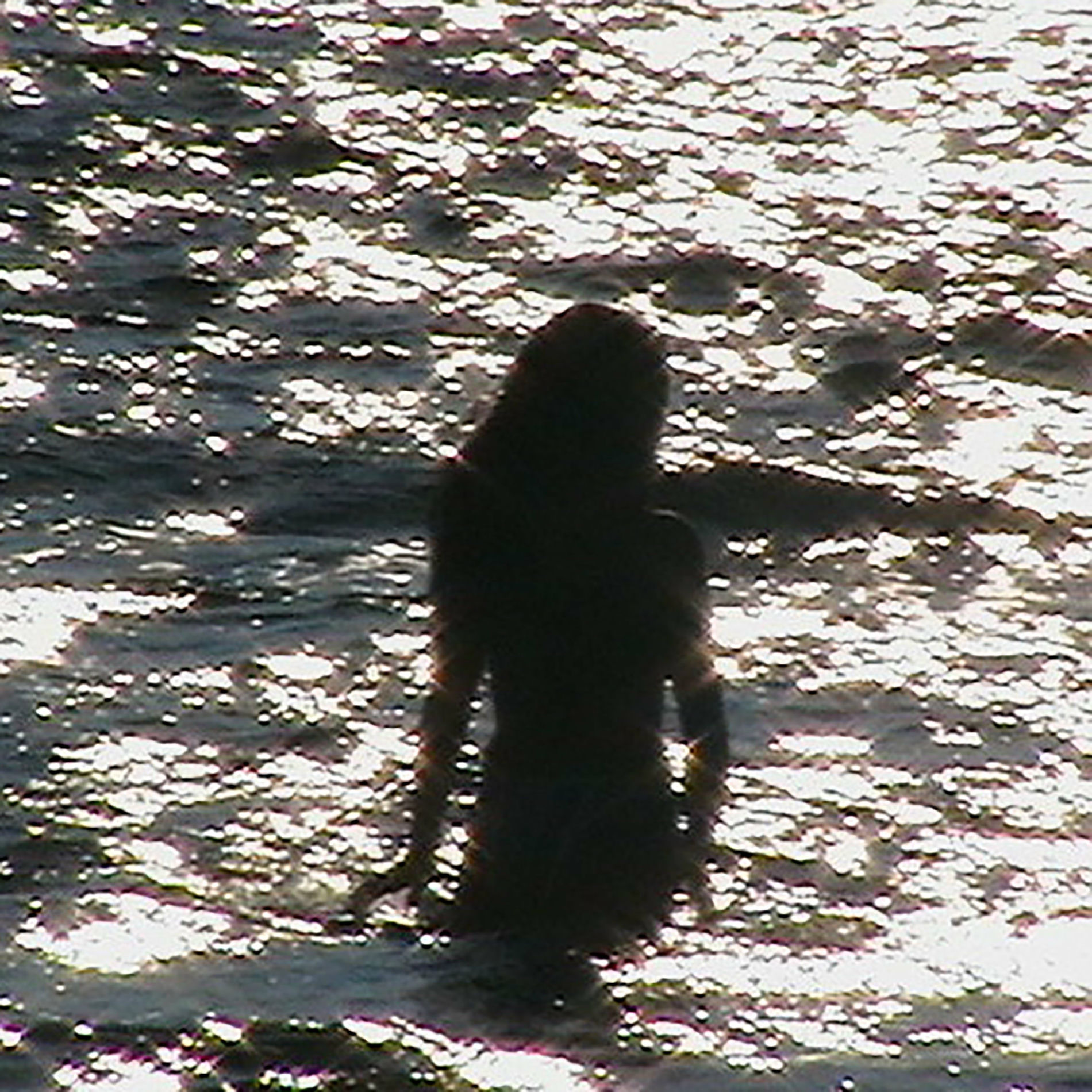 Album cover of Dream Baby