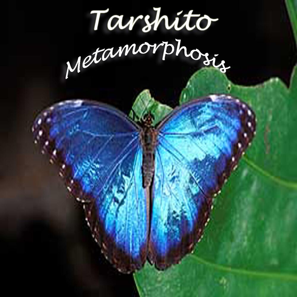 Picture of Metamorphosis