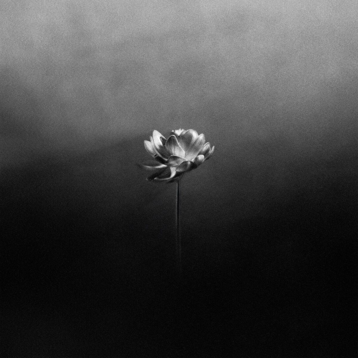 Album cover of Free