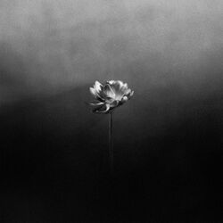 Cover of Flood