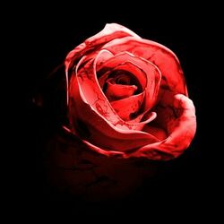 Cover of Romantic Homicide (Live Version)