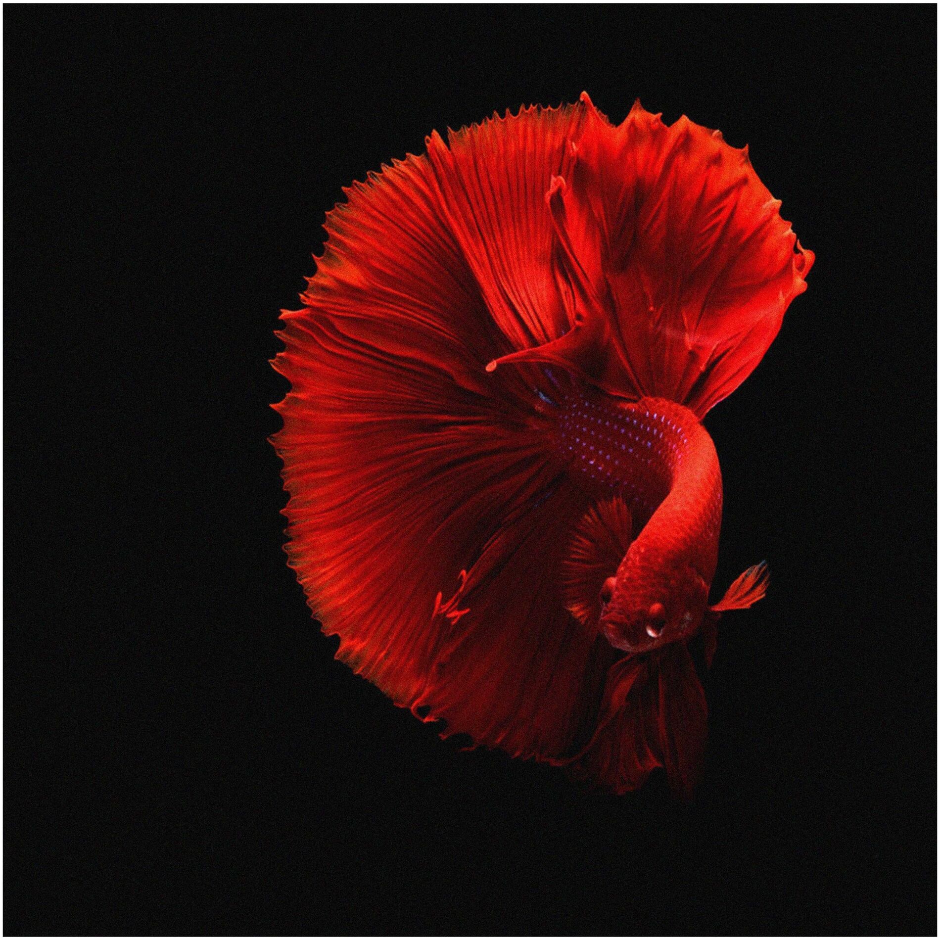 Album cover of Капкан