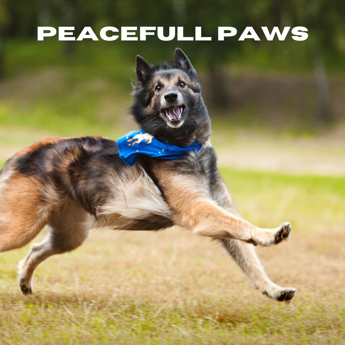Album cover of Peaceful Paws