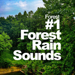 Cover of #1 Forest Rain Sounds