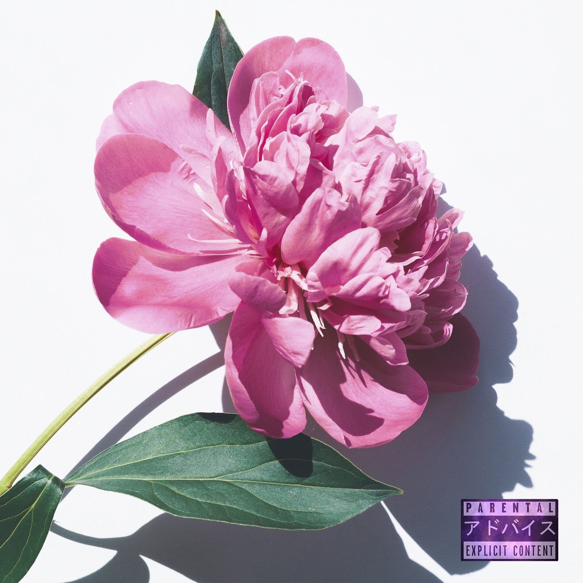 Album cover of Morena