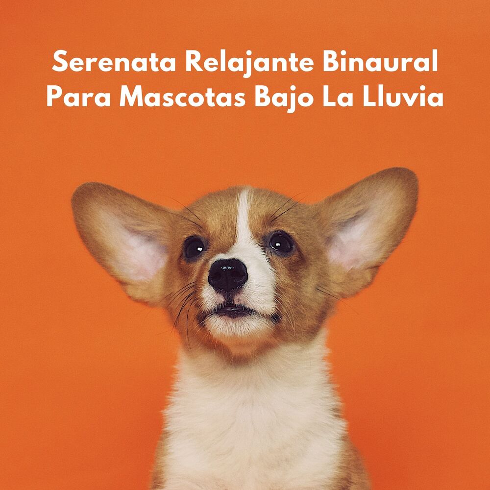 Picture of Serenata Relajante Binaural Para Mascotas Bajo La Lluvia