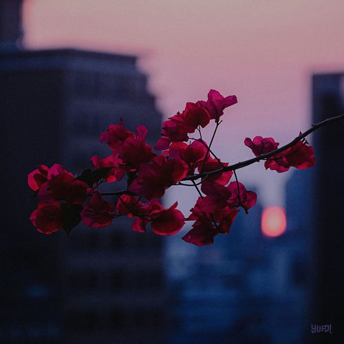 Flower.far artwork
