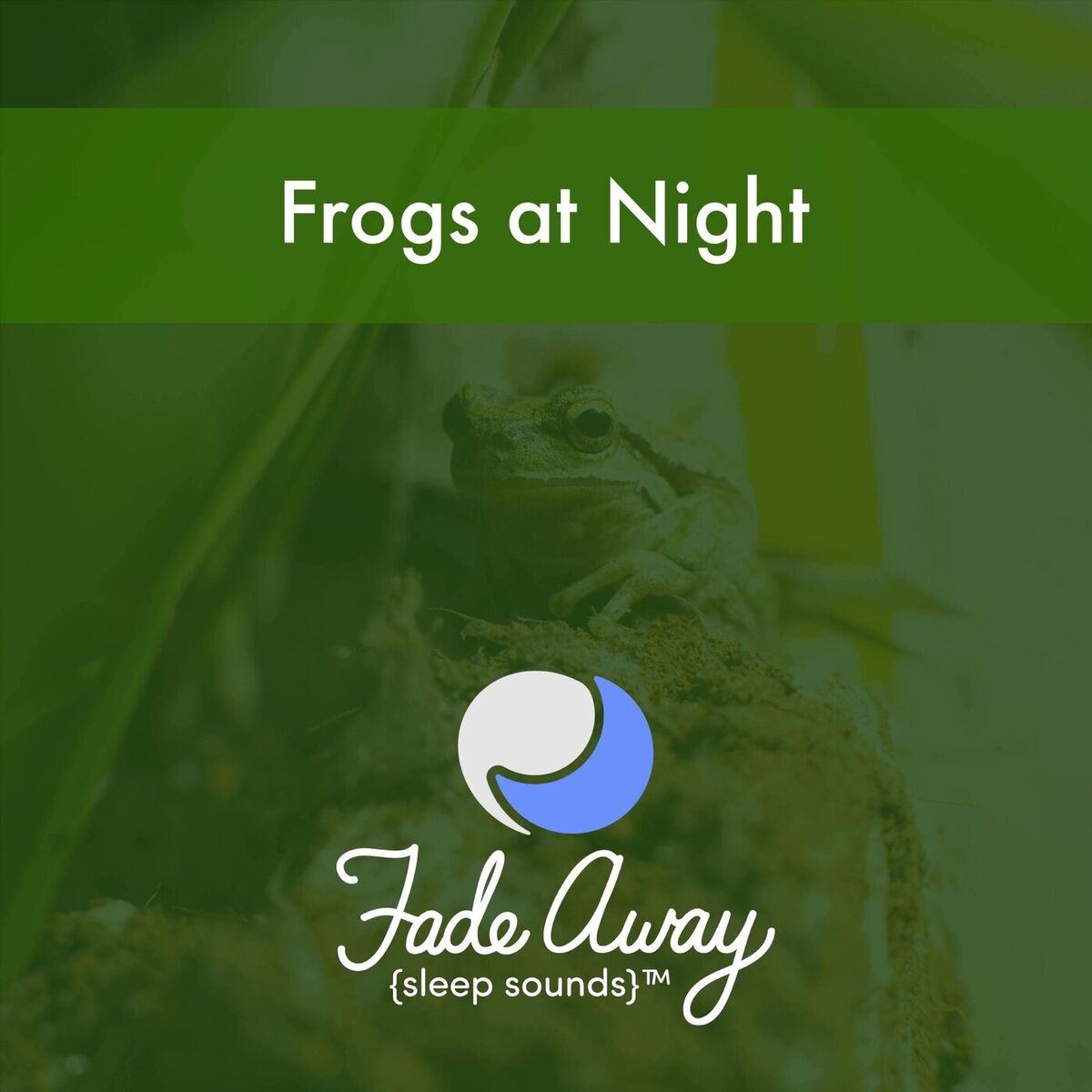 Album cover of Frogs at Night