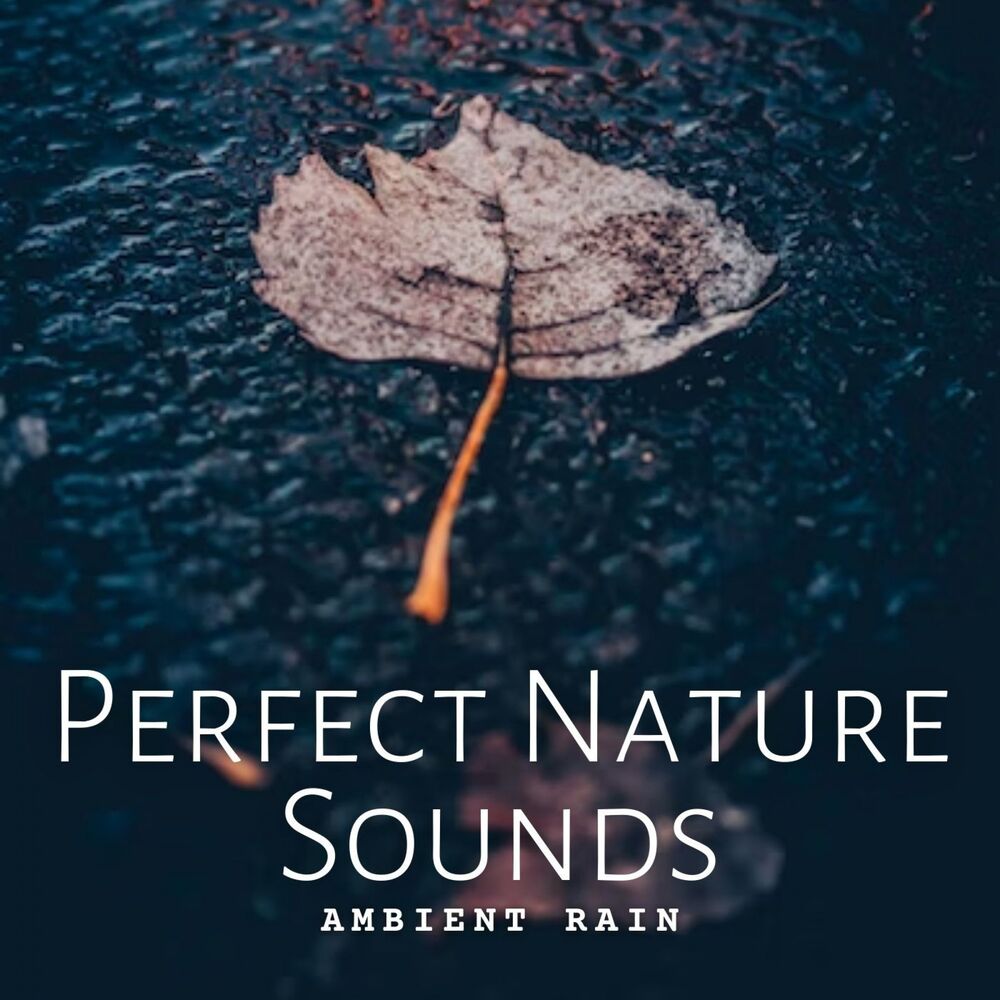 Picture of Ambient Rain: Perfect Nature Sounds
