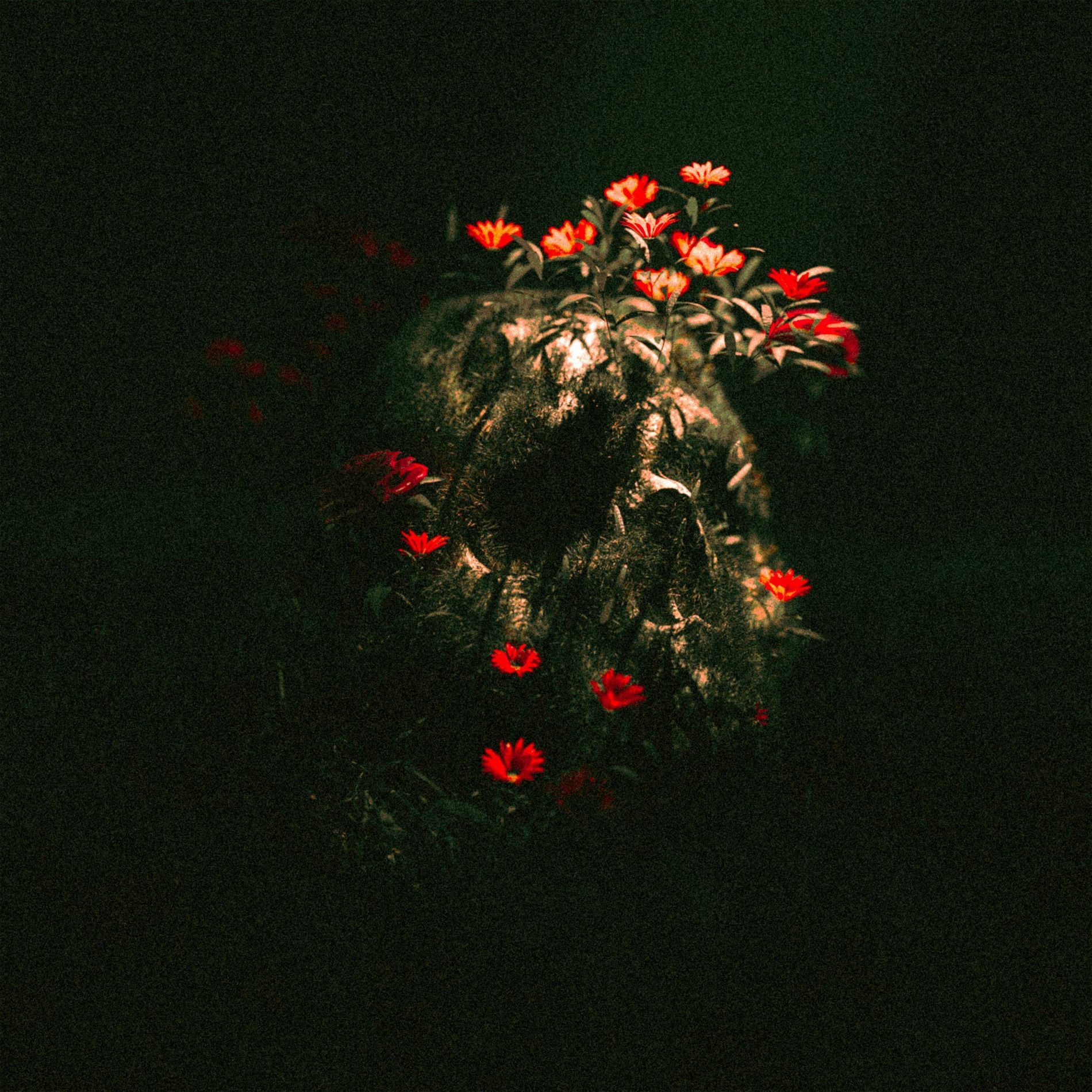 Album cover of Dracula