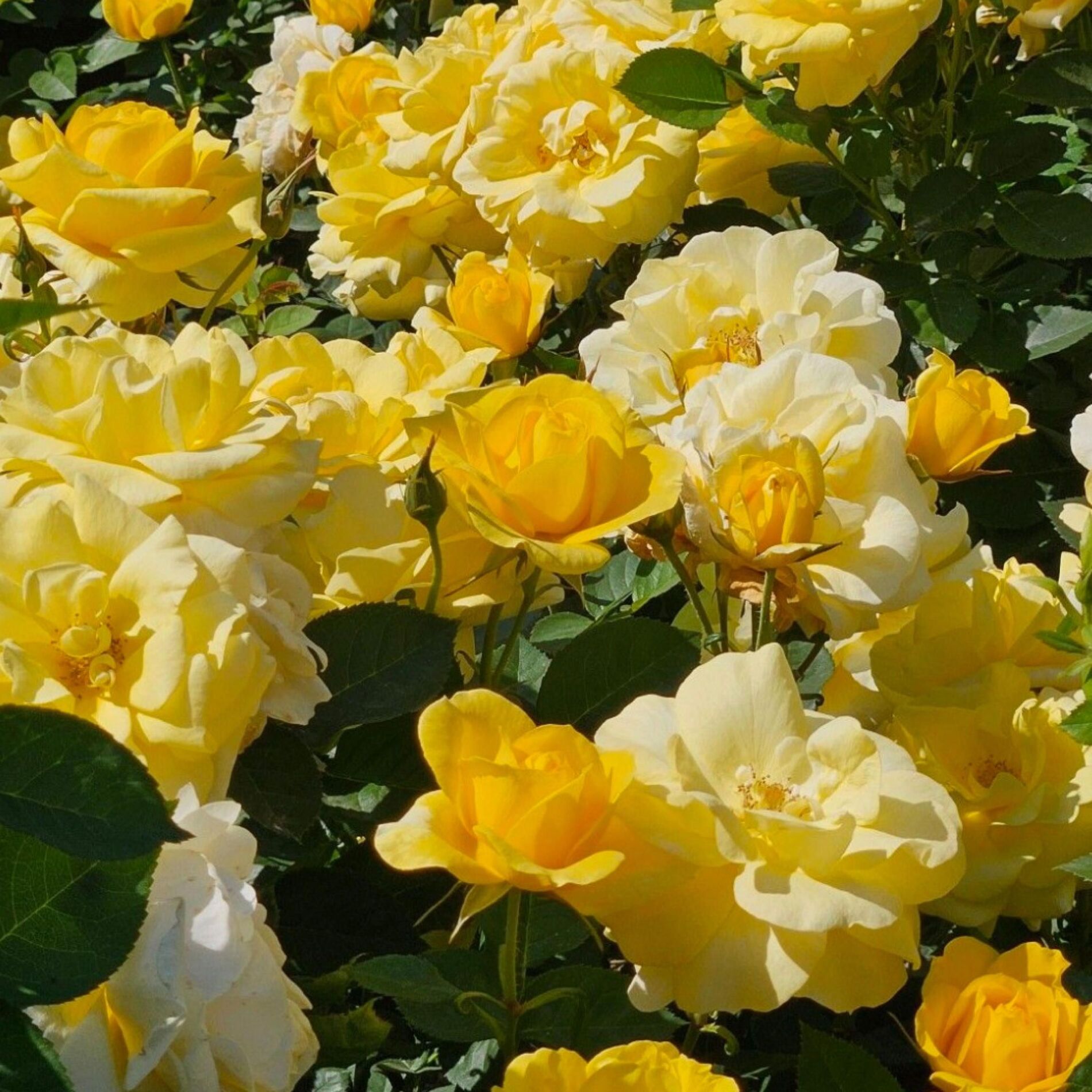 Album cover of *+YELLOW ROSES+* (feat. Nevi)