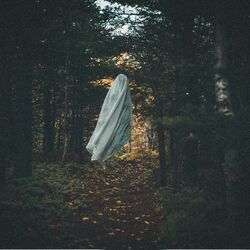 Cover of forest