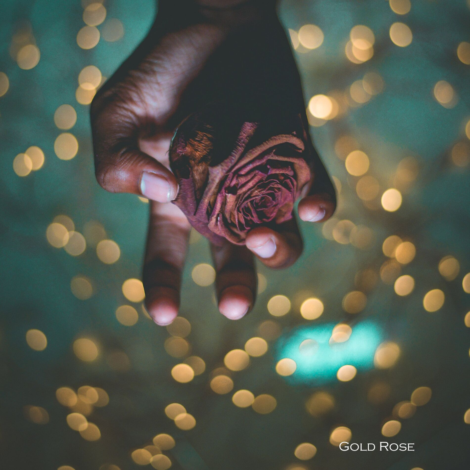 Album cover of Gold Rose