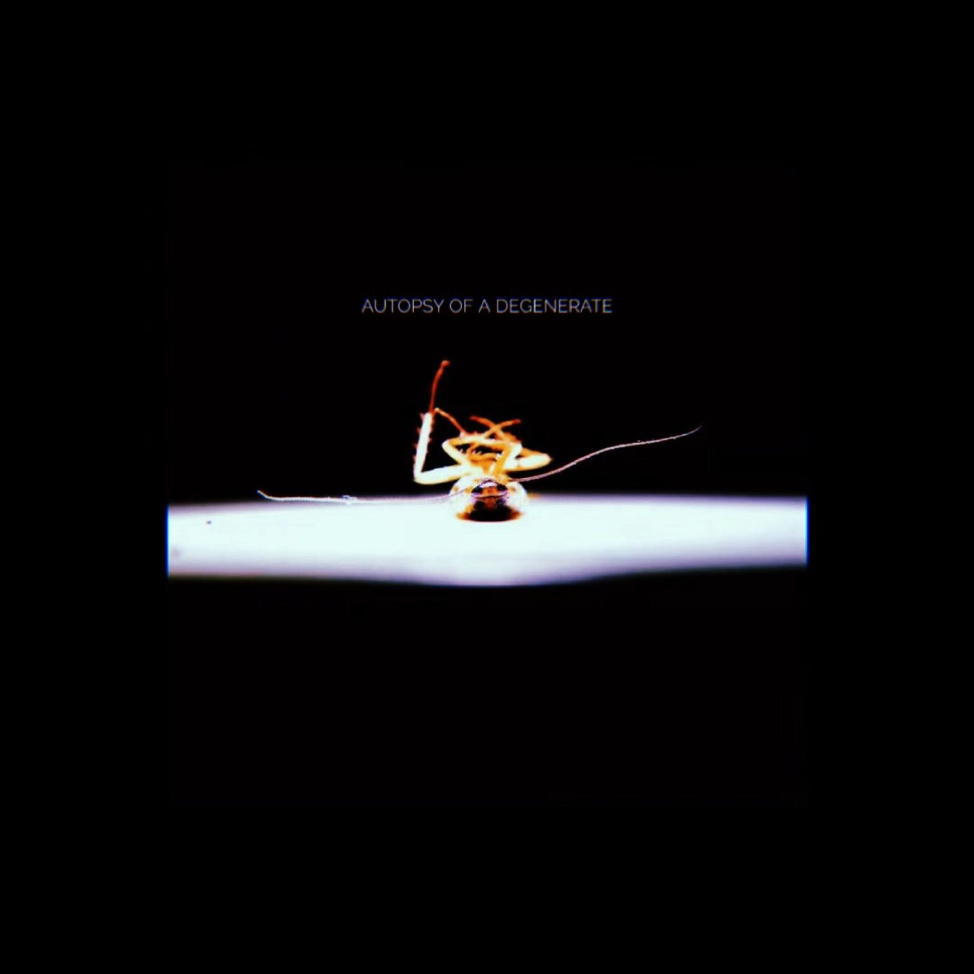 Album cover of A.M.