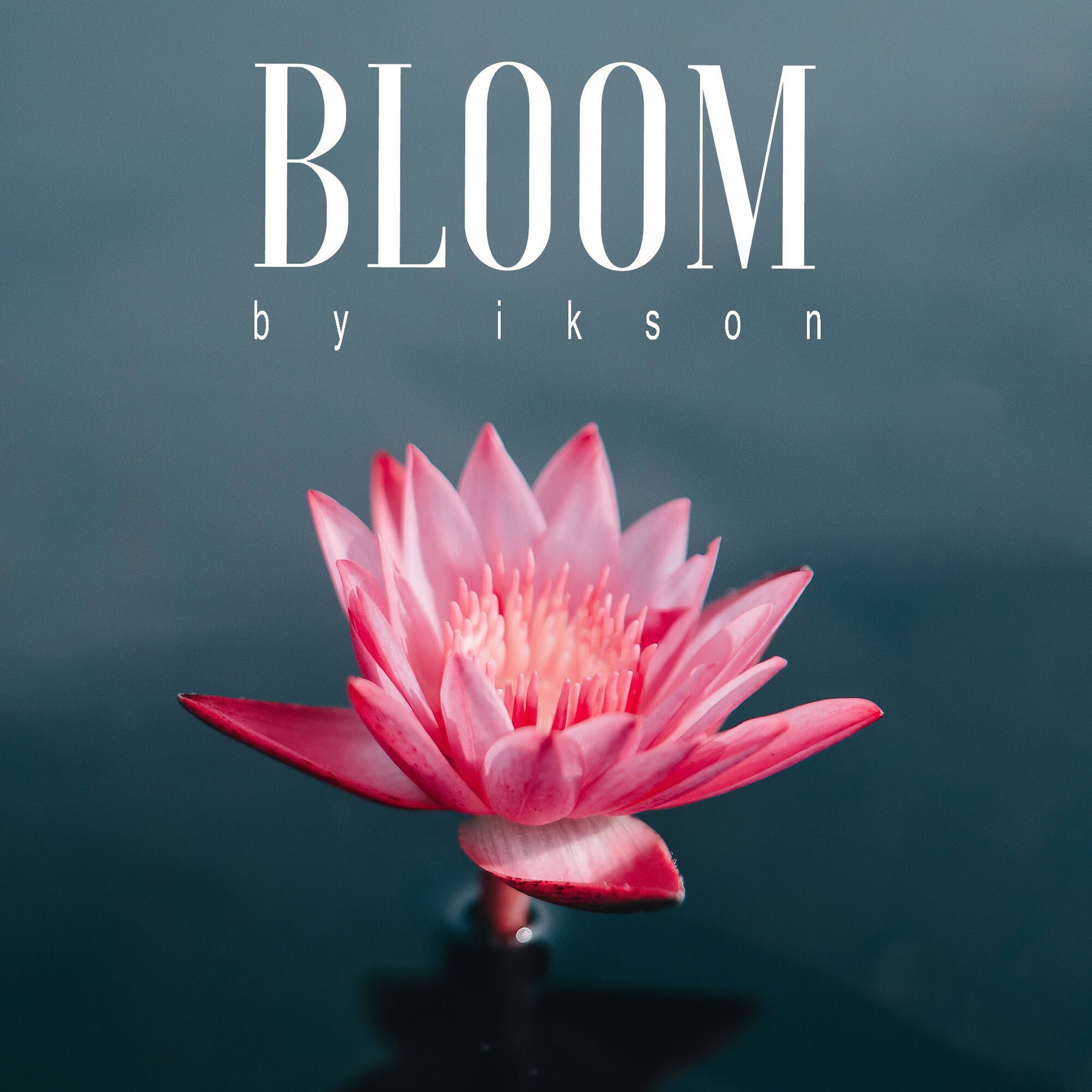 Album cover of Bloom