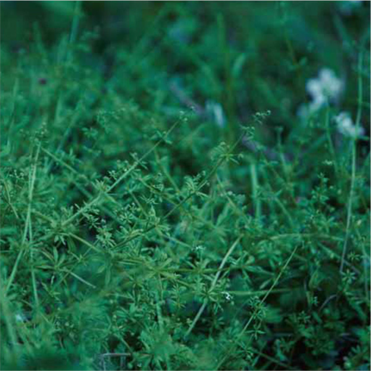 chouchou merged syrups. since CD 邦楽 chouchou merged syrups