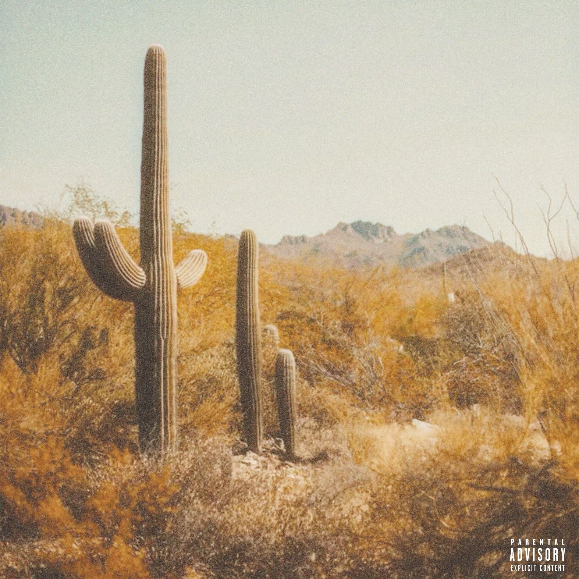 Album cover of saguaro