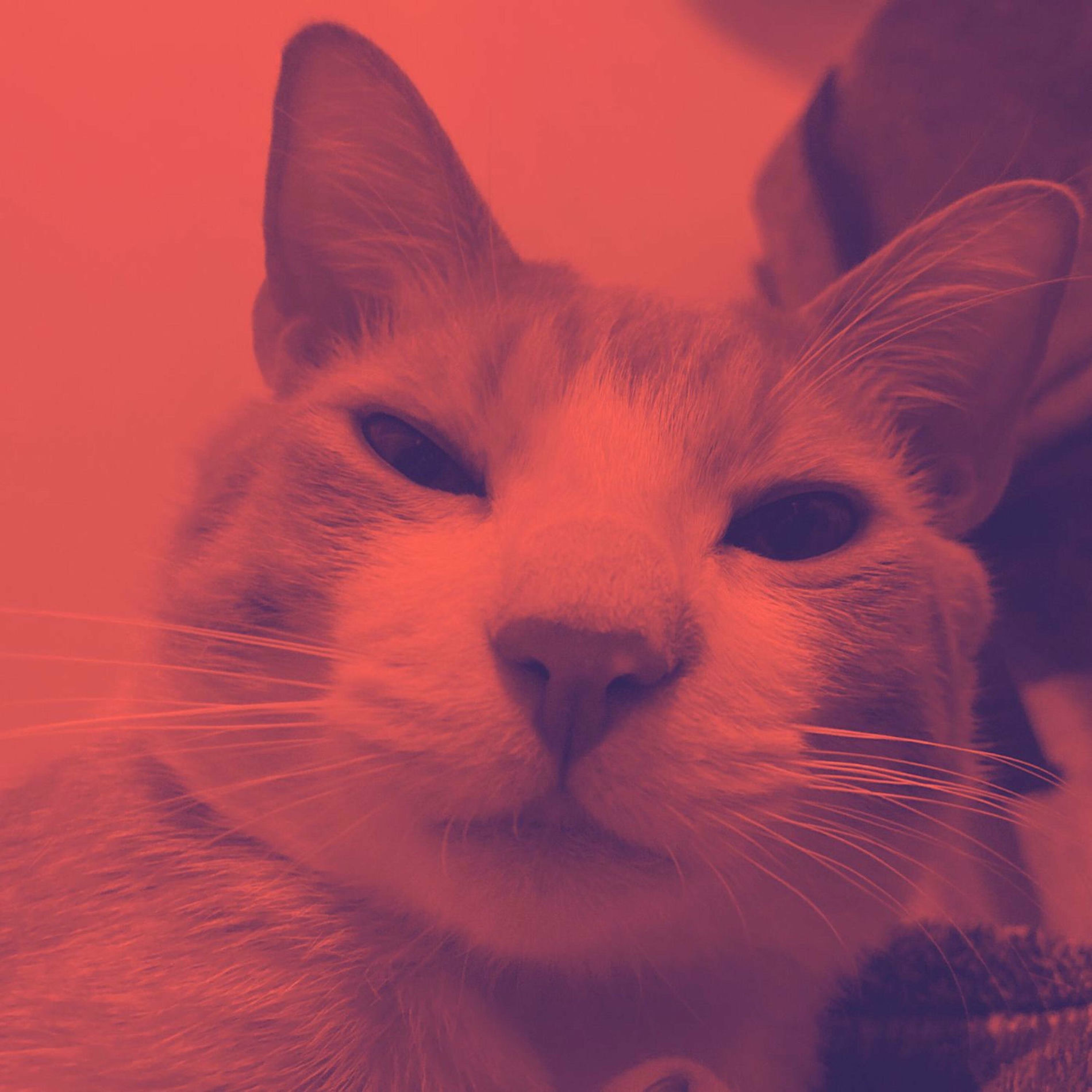 Album cover of Madi (you have trauma)