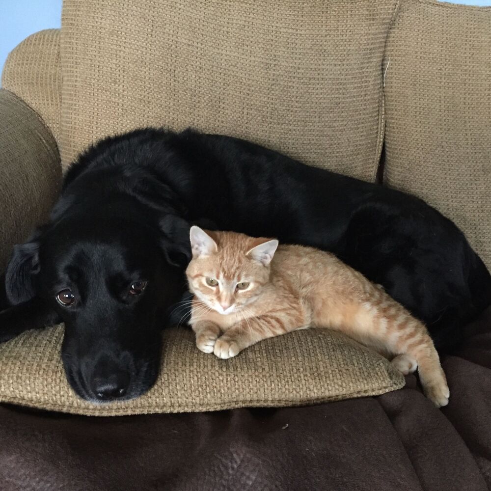 Picture of Cozy Companions: Tranquil Nature Rain Music for Pets' Relaxation