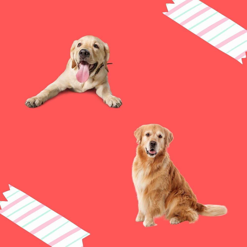 Picture of Wonderful Music for Doggy Nostalgia - Alto Sax