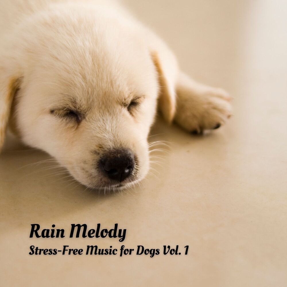 Picture of Rain Melody: Stress-Free Music for Dogs Vol. 1
