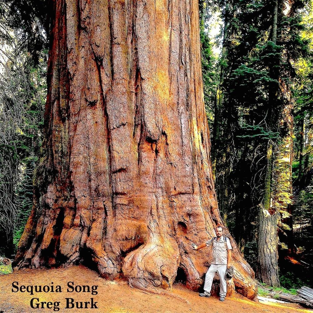 Picture of Sequoia Song