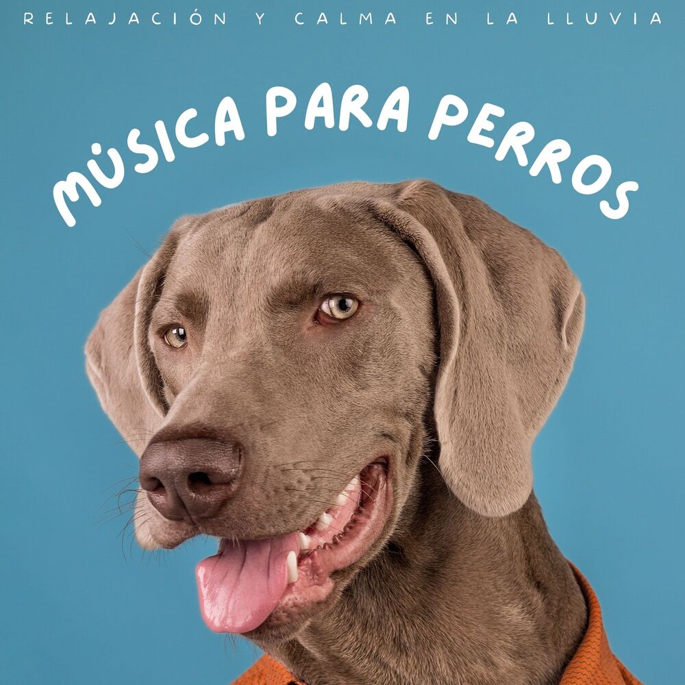 Picture of Música Para Perros: Relajación Y Calma En La Lluvia