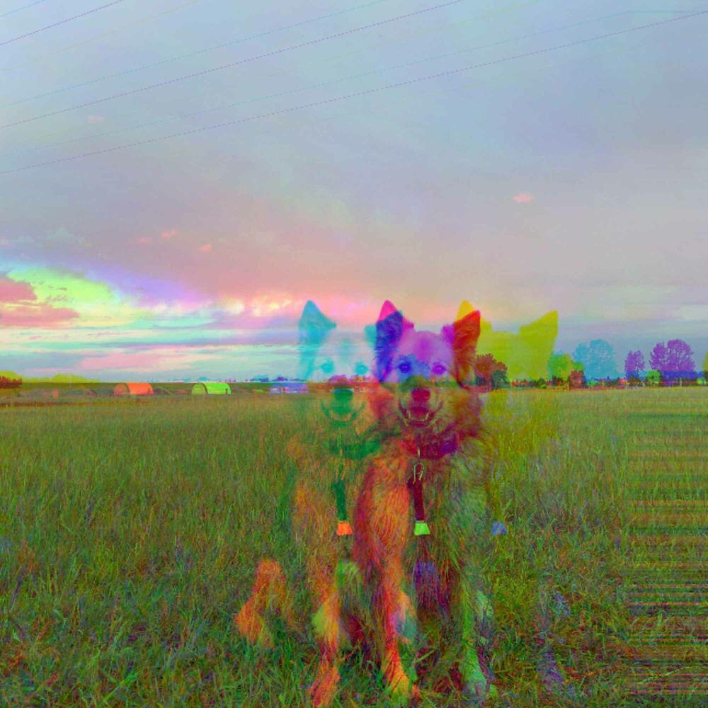 Picture of Cool Background for Doggy Afternoon Rest