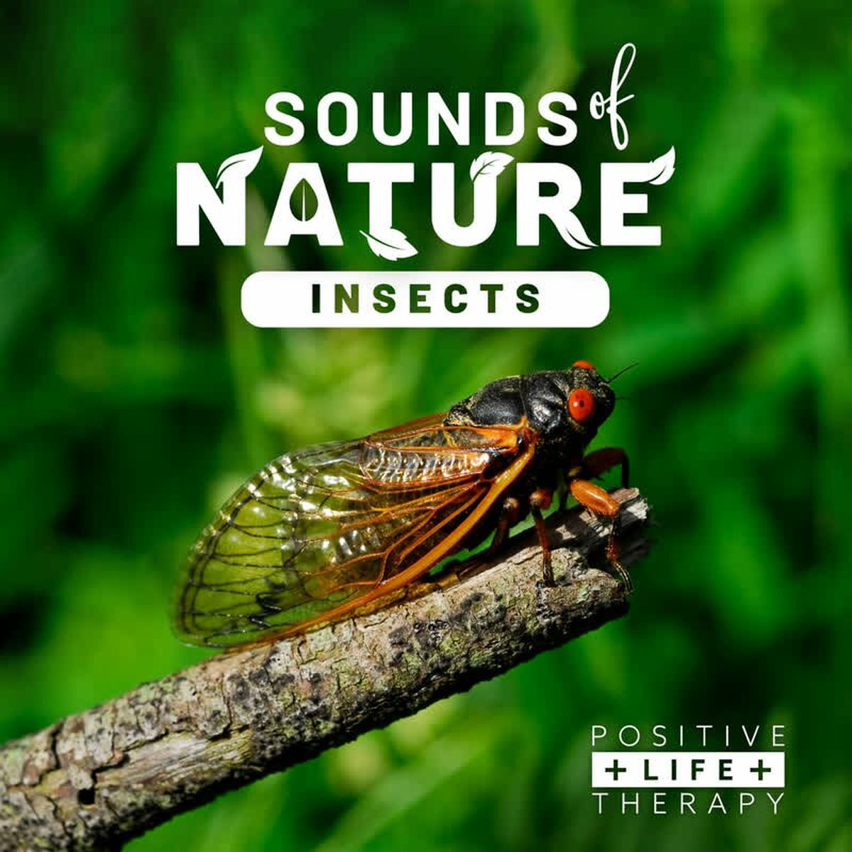Album cover of Sounds Of Nature Insects
