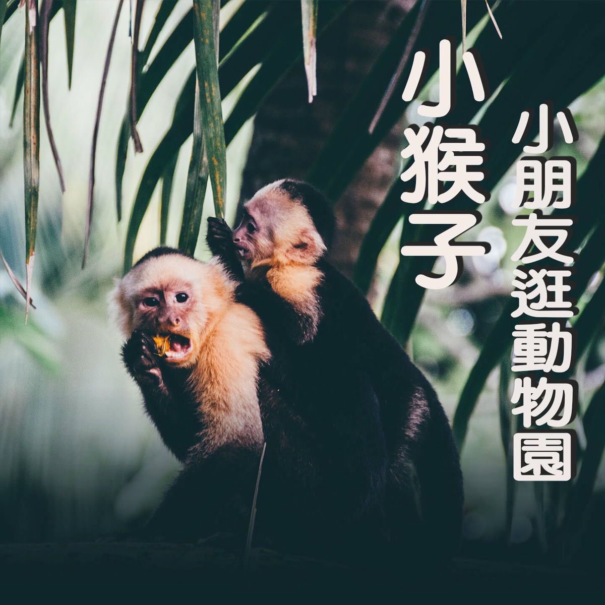 Album cover of 小猴子 (小朋友逛動物園)