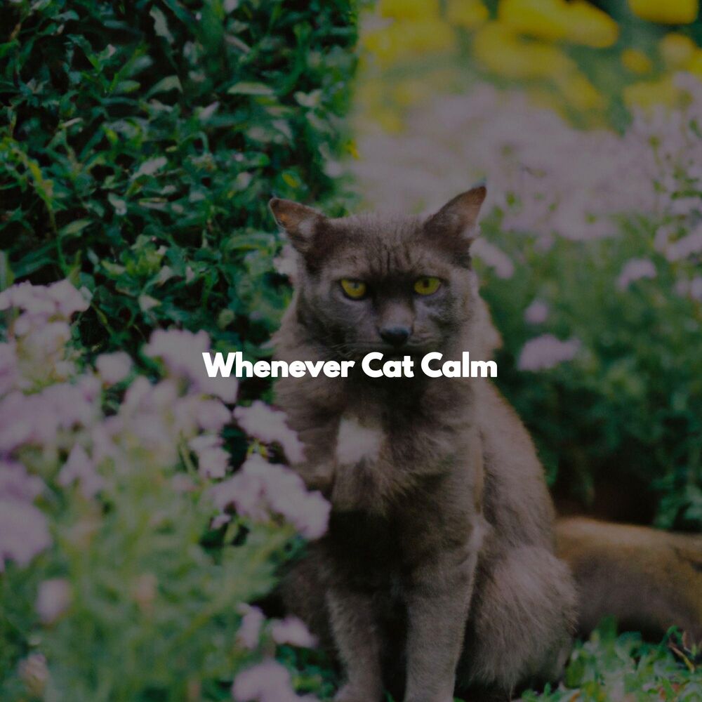 Picture of Whenever Cat Calm