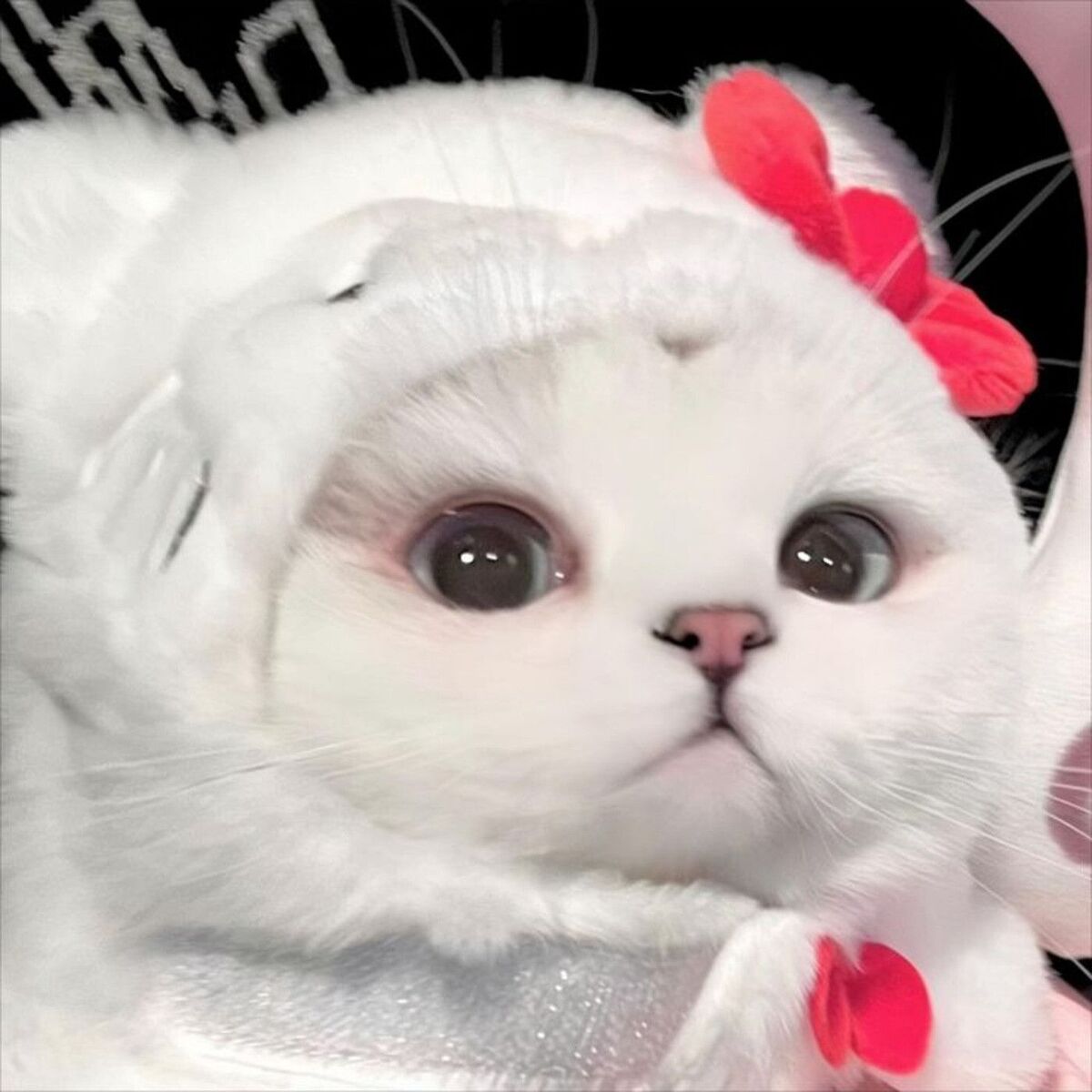 Album cover of Hello